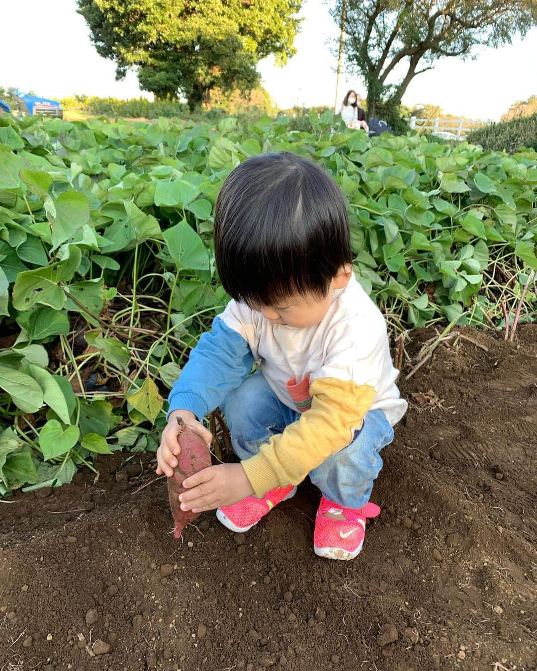 松尾由美子さんのインスタグラム写真 - (松尾由美子Instagram)「. 今日もご覧いただき、 ありがとうございました。  "はじめての芋掘り"。 収穫したお芋を植えていました。  ブラウス、パンツ Elura @elura_official  アクセサリー MELODY @melodyaccessory.official  上品で女性らしいコーデ。 スキッパーデザインの襟がニュアンス感がのある柔らかい印象に。 ピンクベージュのパンツと合わせて地味見えせずこなれ感を出しました。  #松尾由美子 #松尾と服 #夕方ニュース #スーパーJチャンネル #Jチャン #テレビ朝日 #芋掘り」10月31日 19時49分 - yumikomatsuo5