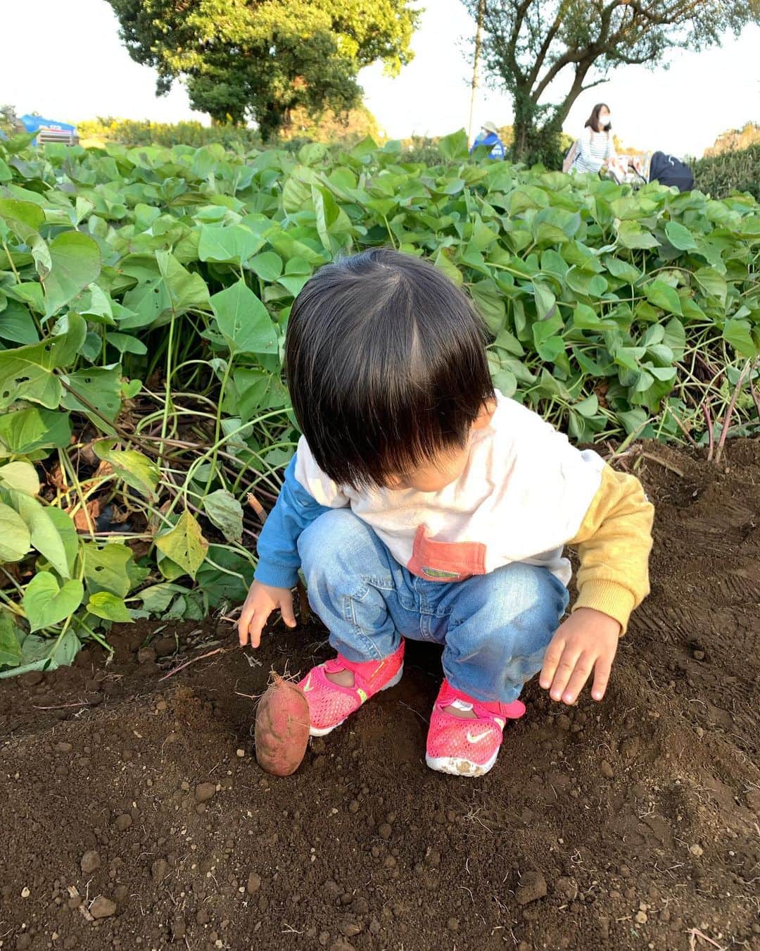 松尾由美子さんのインスタグラム写真 - (松尾由美子Instagram)「. 今日もご覧いただき、 ありがとうございました。  "はじめての芋掘り"。 収穫したお芋を植えていました。  ブラウス、パンツ Elura @elura_official  アクセサリー MELODY @melodyaccessory.official  上品で女性らしいコーデ。 スキッパーデザインの襟がニュアンス感がのある柔らかい印象に。 ピンクベージュのパンツと合わせて地味見えせずこなれ感を出しました。  #松尾由美子 #松尾と服 #夕方ニュース #スーパーJチャンネル #Jチャン #テレビ朝日 #芋掘り」10月31日 19時49分 - yumikomatsuo5
