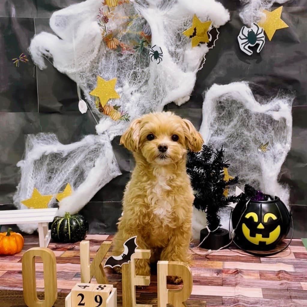山名裕子のインスタグラム：「. Happy halloween🎃👻  #ハロウィン #外に出られる方はお気をつけて」