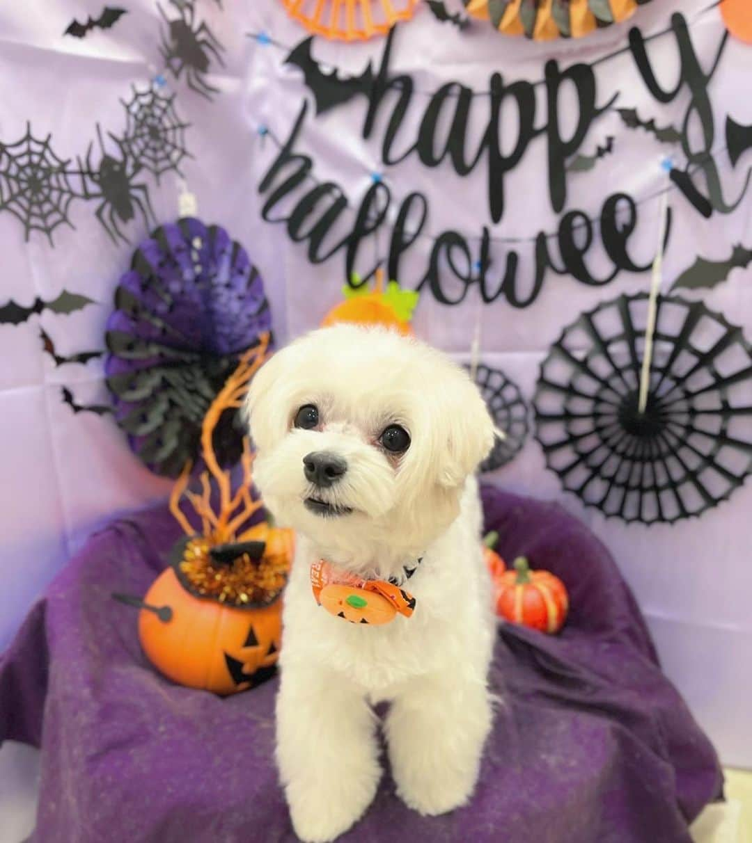 manaさんのインスタグラム写真 - (manaInstagram)「ハッピーハロウィンは、うちのクマさん姉妹を🎃💛  きゃっわい🥹🤍  #犬のいる暮らし」10月31日 20時52分 - manaloha.k