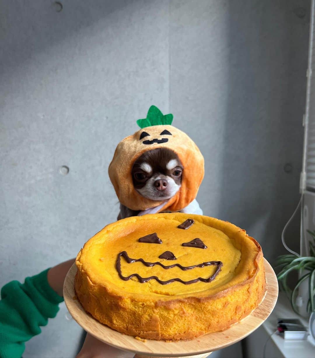 伊原葵さんのインスタグラム写真 - (伊原葵Instagram)「🎃💚❤️💛💜  はっぴーふれんどと🫶🏻らぶ カラフルだな😂楽しかった〜 今年はパンプキンチーズケーキを焼いてみた🎃  #happyhalloween」10月31日 21時30分 - aoi186