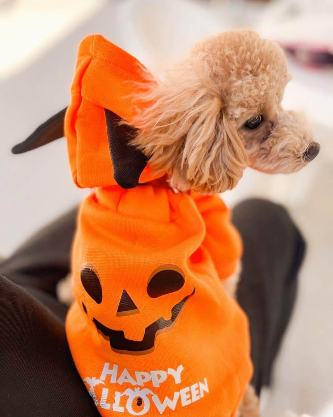 瀬口かなのインスタグラム：「HALLOWEEN🎃🐶 飼い主は仮装してません👻 ⁡  #happyhalloween #halloweencostume #halloween #ハロウィンコスプレ #ハロウィン #ハロウィン仮装」
