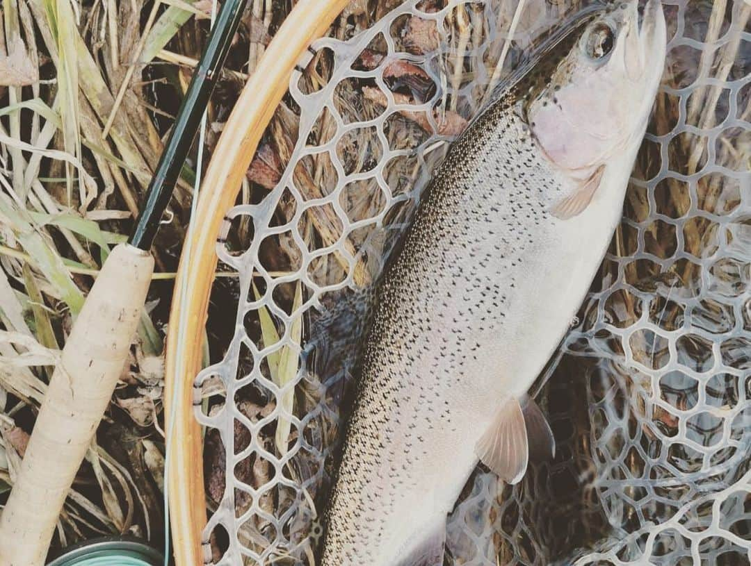 西大伍さんのインスタグラム写真 - (西大伍Instagram)「秋ですな いや、もう冬ですな  #フライフィッシング #flyfishing #rlwinston #rlwinstonrods #hardyflyfishing #simms #simmsflyfishing #fishpond #patagoniaflyfishing #patagonia #rainbowtrout #ニジマス」10月31日 21時33分 - daigonishi22