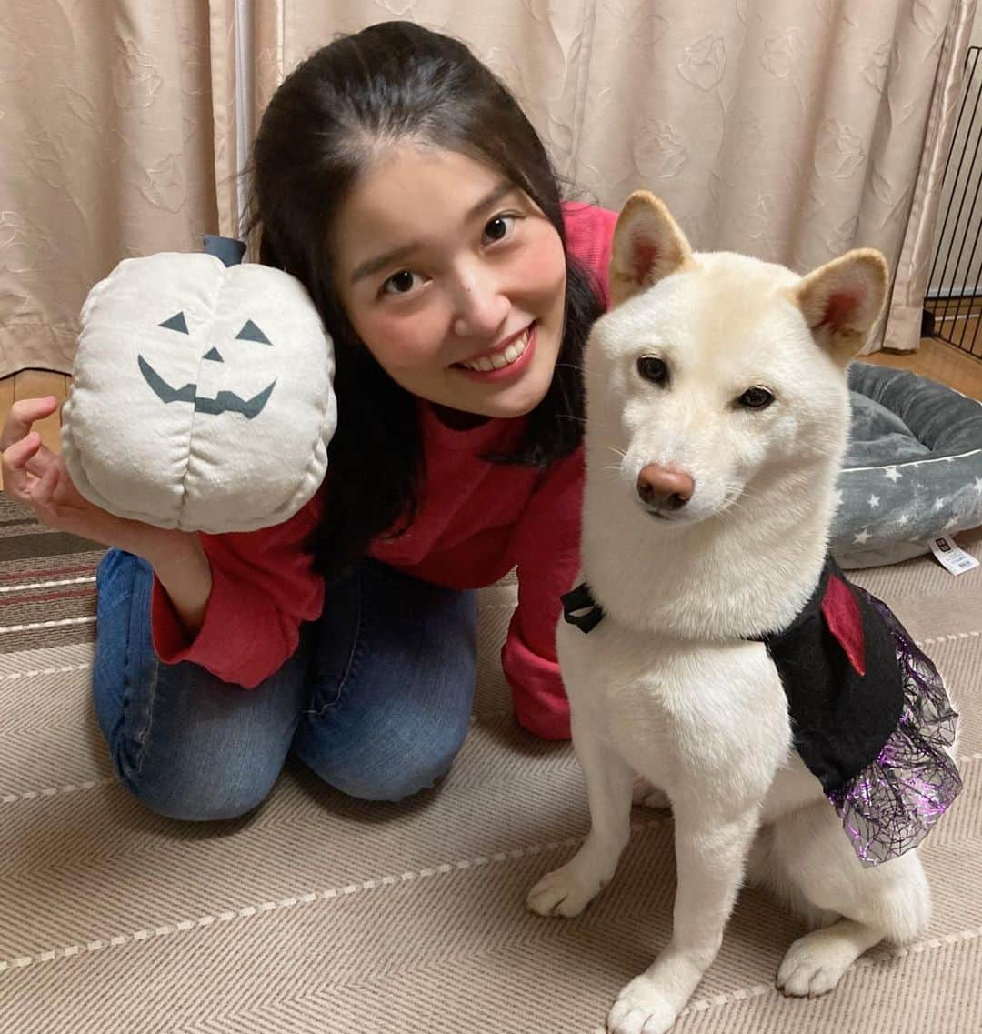 安島萌さんのインスタグラム写真 - (安島萌Instagram)「#白柴#豆柴#柴犬 #白柴犬 #しばすたぐらむ」10月31日 21時43分 - ajima_moe