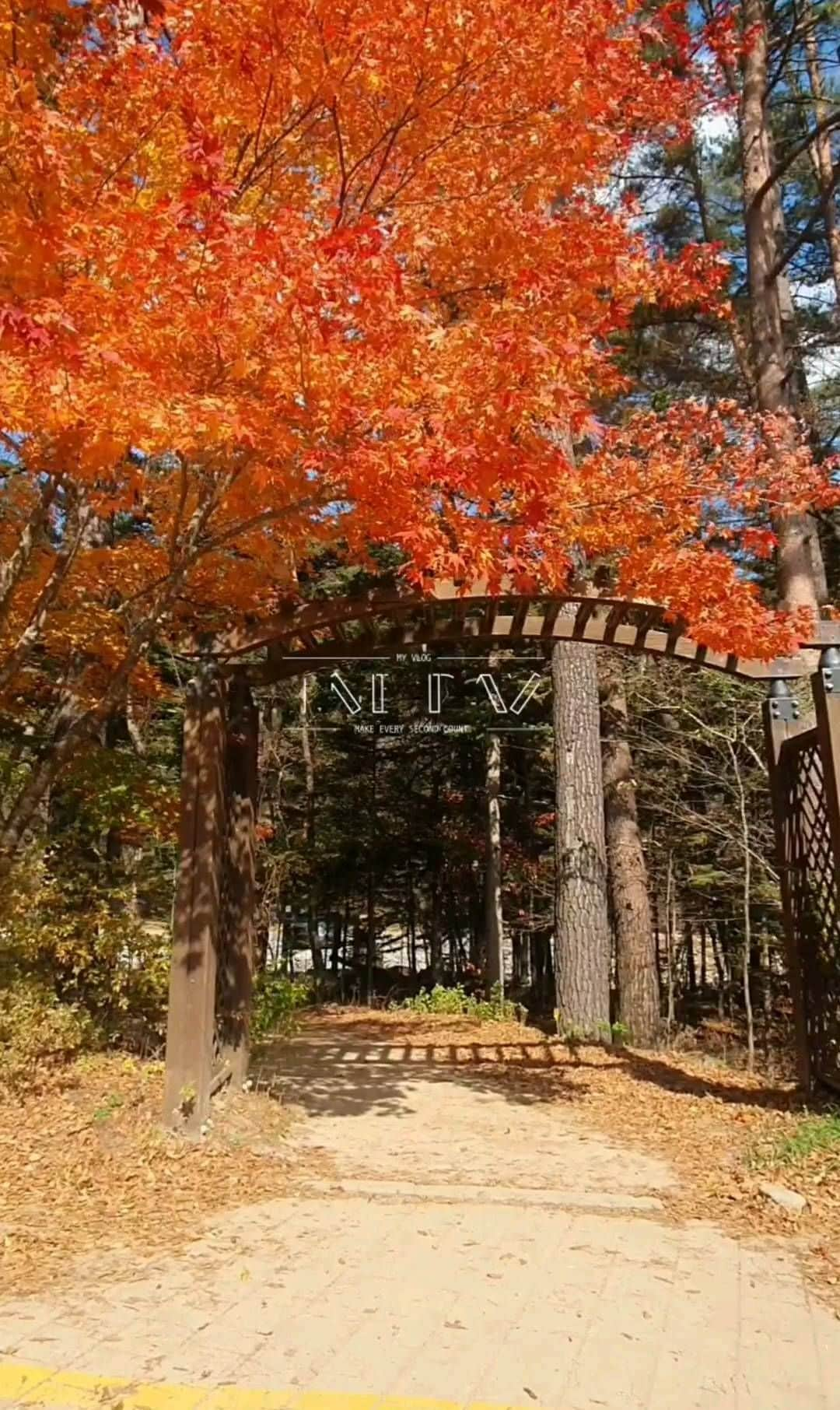 張藝娜のインスタグラム：「2022년 가을 🍂 #월정사전나무숲길#무장애탐방로#산책」