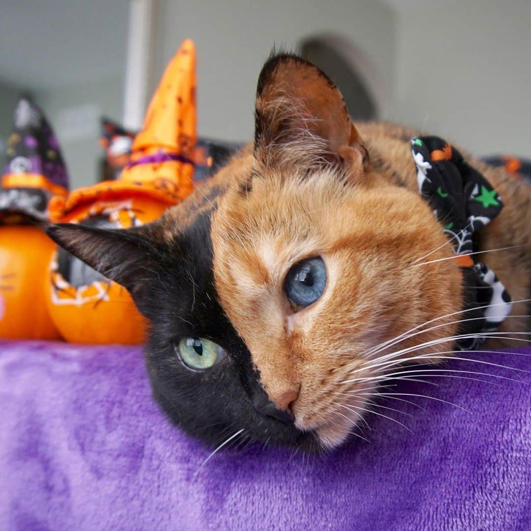 Venus Cat のインスタグラム：「👻🎃 Happy Halloween! 🎃👻 Here are a collection of your favorite pics from over the years. Have fun everyone and stay safe! 👻👻👻👻👻👻👻👻👻👻👻 #happyhalloween #halloween #halloweencat #twofacecat #venus #venustwofacecat #weeklyfluff #catsofinstagram #cat #kitten @cats_of_instagram」
