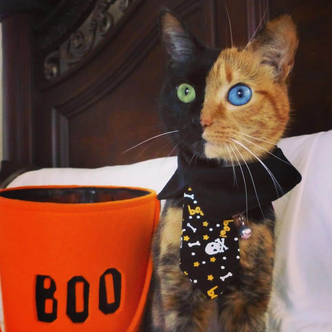 Venus Cat さんのインスタグラム写真 - (Venus Cat Instagram)「👻🎃 Happy Halloween! 🎃👻 Here are a collection of your favorite pics from over the years. Have fun everyone and stay safe! 👻👻👻👻👻👻👻👻👻👻👻 #happyhalloween #halloween #halloweencat #twofacecat #venus #venustwofacecat #weeklyfluff #catsofinstagram #cat #kitten @cats_of_instagram」11月1日 2時15分 - venustwofacecat