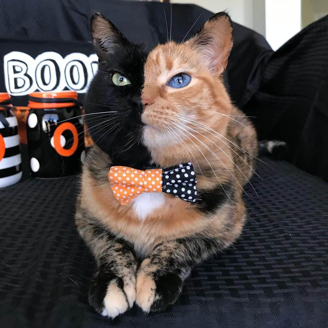 Venus Cat さんのインスタグラム写真 - (Venus Cat Instagram)「👻🎃 Happy Halloween! 🎃👻 Here are a collection of your favorite pics from over the years. Have fun everyone and stay safe! 👻👻👻👻👻👻👻👻👻👻👻 #happyhalloween #halloween #halloweencat #twofacecat #venus #venustwofacecat #weeklyfluff #catsofinstagram #cat #kitten @cats_of_instagram」11月1日 2時15分 - venustwofacecat