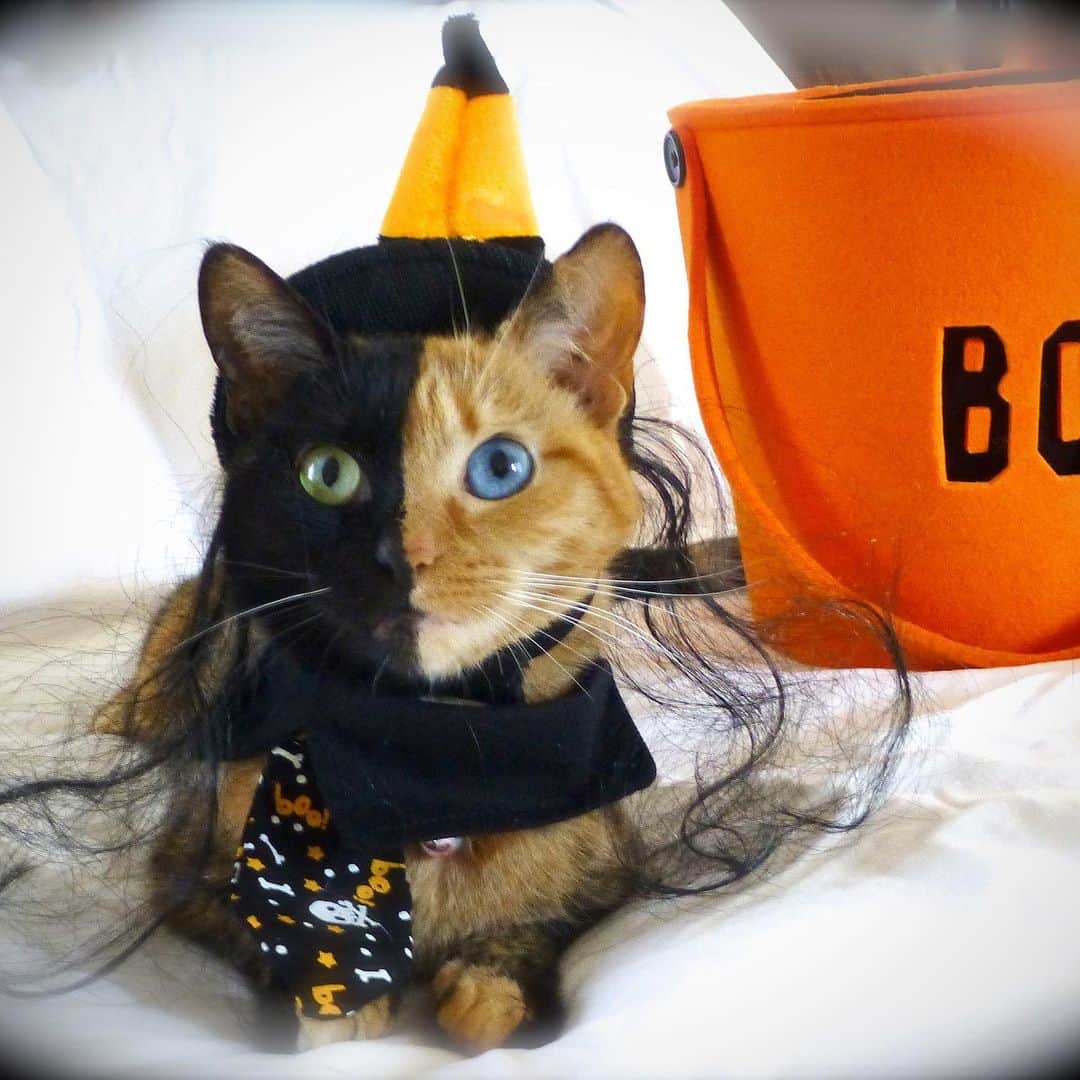 Venus Cat さんのインスタグラム写真 - (Venus Cat Instagram)「👻🎃 Happy Halloween! 🎃👻 Here are a collection of your favorite pics from over the years. Have fun everyone and stay safe! 👻👻👻👻👻👻👻👻👻👻👻 #happyhalloween #halloween #halloweencat #twofacecat #venus #venustwofacecat #weeklyfluff #catsofinstagram #cat #kitten @cats_of_instagram」11月1日 2時15分 - venustwofacecat