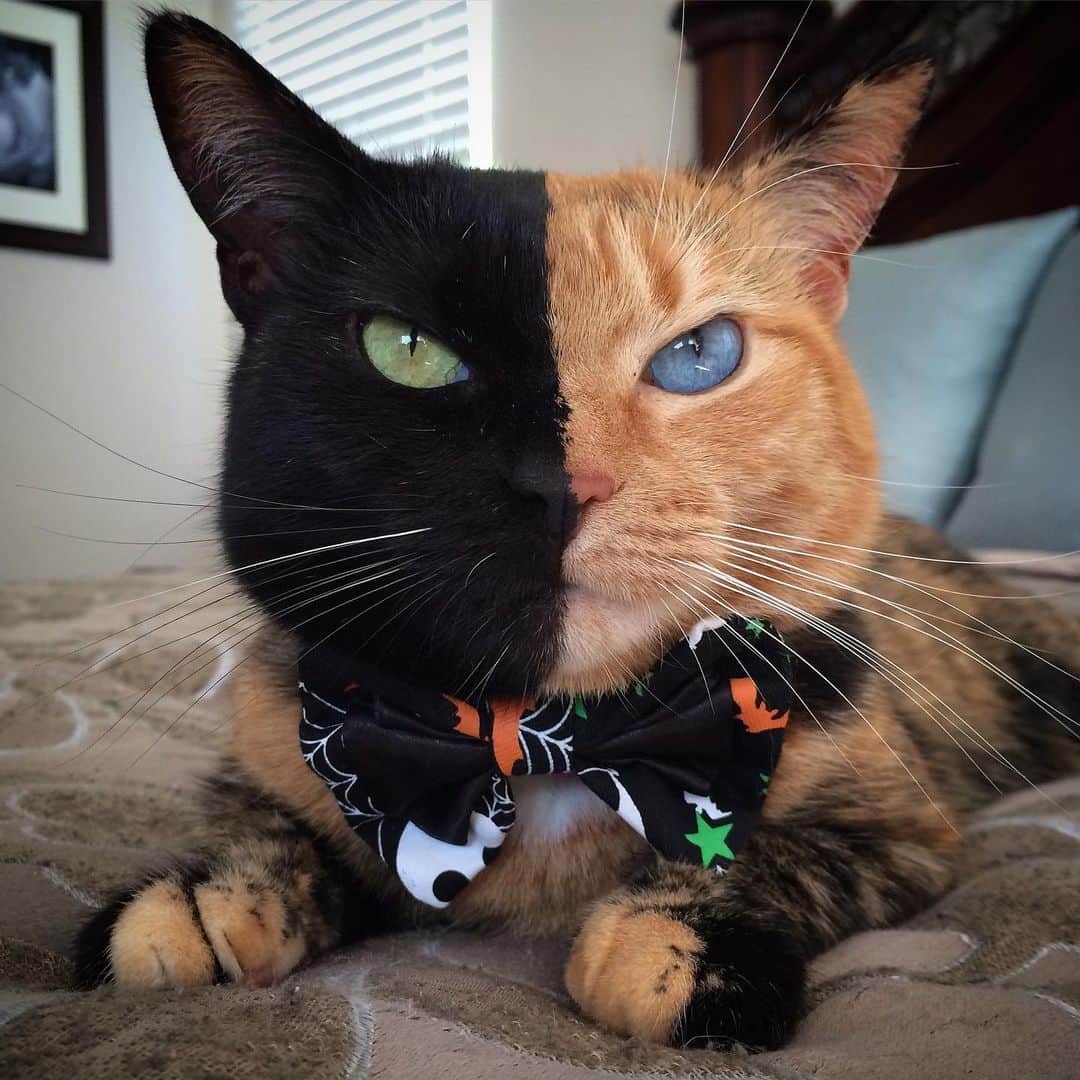 Venus Cat さんのインスタグラム写真 - (Venus Cat Instagram)「👻🎃 Happy Halloween! 🎃👻 Here are a collection of your favorite pics from over the years. Have fun everyone and stay safe! 👻👻👻👻👻👻👻👻👻👻👻 #happyhalloween #halloween #halloweencat #twofacecat #venus #venustwofacecat #weeklyfluff #catsofinstagram #cat #kitten @cats_of_instagram」11月1日 2時15分 - venustwofacecat