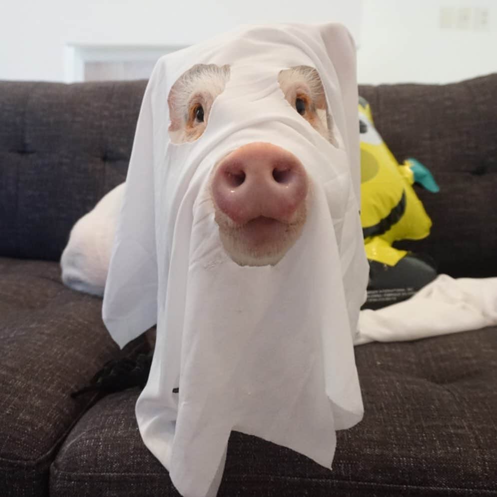 のインスタグラム：「Boo 🐷👻」