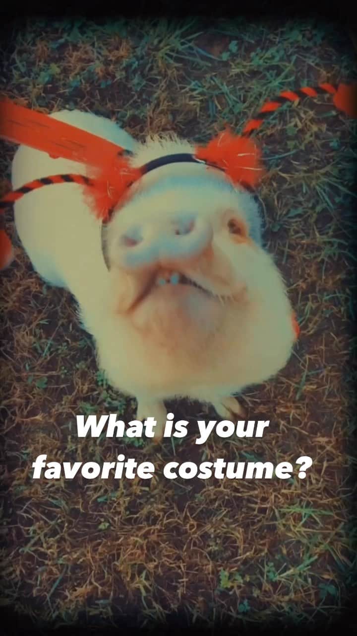 のインスタグラム：「What your favorite Hammy costume? 💀🎃👻🐷   #pethalloween #halloween #ootd #ootdfashion #halloweenfashion #toxic #britneyspears #pigs #piggy #halloweencostume #halloweenreels #halloween2022 #petstagram #halloweencostumes #halloweentime #spookyseason #videoleap #piggy #pigsofinstagram #piggy #pig #piglet #potbellypig #pigvibes #pigparent」