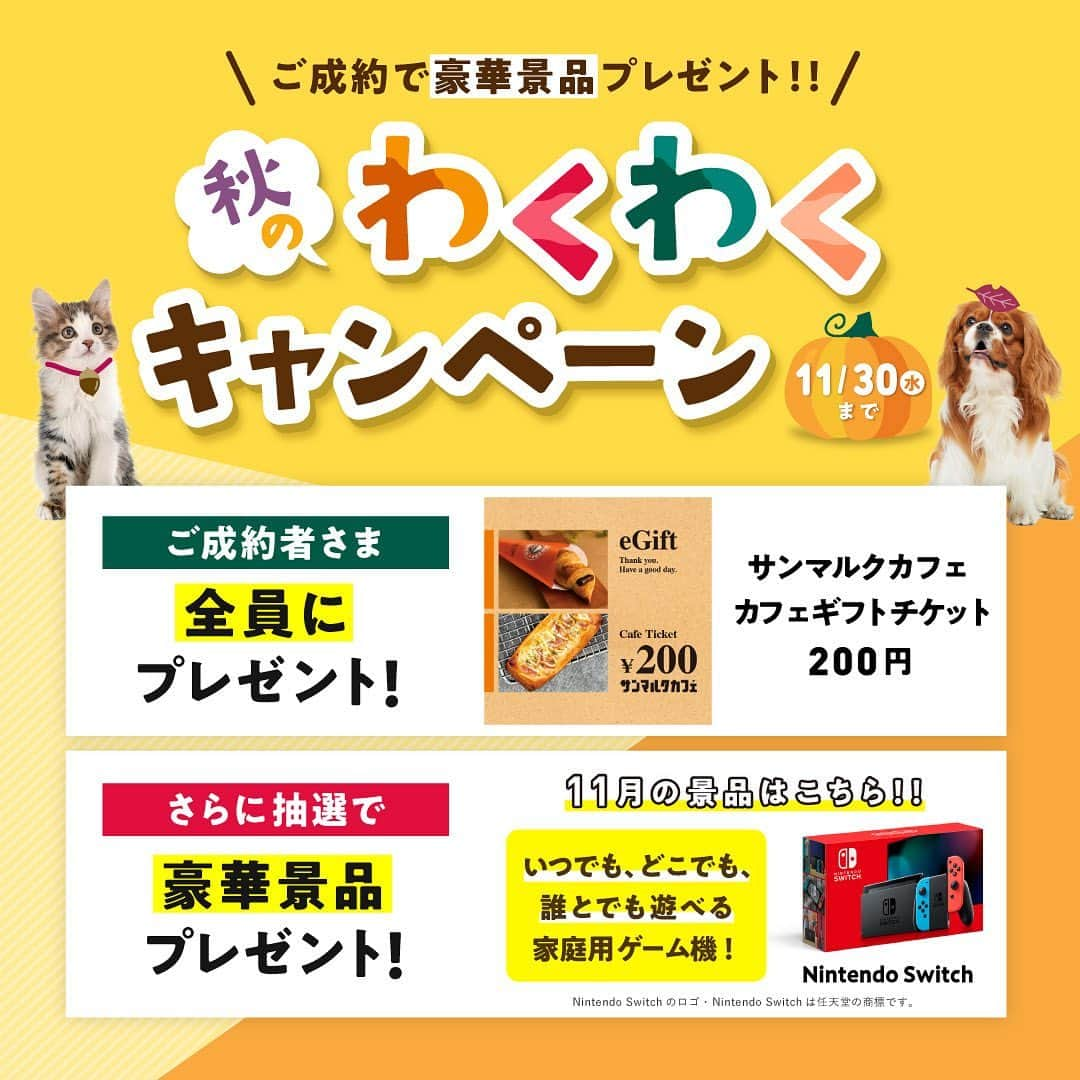 アイペット ペットスナップキャンペーンのインスタグラム：「＼11月30日（水）まで開催中🐶😺／ ご成約で豪華景品プレゼント 秋のわくわくキャンペーン🎃  【ご成約者さま全員に】 本キャンペーンでは、期間中にお申込みいただいたご成約者さま全員に 「サンマルクカフェ　カフェギフトチケット 200円」をプレゼントいたします✨  【抽選で3名さまに】 11月はお申込みいただいた方の中から抽選で、 「Nintendo Switch（ニンテンドースイッチ）」を3名さまにプレゼントいたします。  キャンペーンの詳細は、プロフィールにある公式サイトのリンクからご確認ください！」