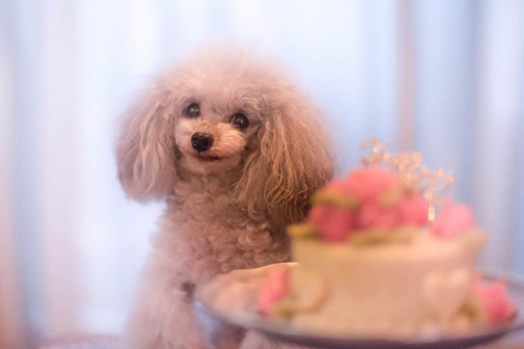 deco_moco_rinのインスタグラム：「* かおりちゃんからプレゼントしてもらった特大ミートローフケーキ🎂😍  一緒に食べている動画を撮りたかったんだけど…普段場所を離してお食事しているもこりん…こんな横並びで食べさせてないから食べたいのにどうしたらいいか分からずクルクルしちゃうりんりん😂  美味しかったね😊 また1年モコ兄と一緒に美味しいものたくさん食べようね」