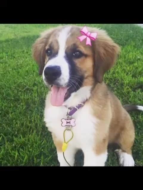 クリス・クニエリムのインスタグラム：「They say dogs are a man’s best friend. Cami, you certainly were my best friend. I remember picking you up in Boulder, Co excited to bring home my first “big” dog. You were never just big in size, but big in heart, joy, and companionship. Thanks for bringing us so many wonderful memories. Our Cami girl. ♥️」