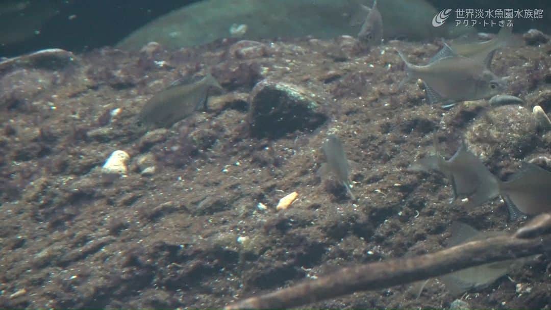 世界淡水魚園水族館 アクア・トト ぎふのインスタグラム：「国の天然記念物、イタセンパラを展示しました。  当館では、イタセンパラの保全活動として、展示や繁殖、普及活動に努めています。  その一連の保全活動の中で、環境省の保護増殖事業により今年繁殖した個体のうち、約50 個体を館内で展示しました。  春に生まれたイタセンパラは、繁殖期である秋に産卵すると、そのほとんどが一生を終えます。繁殖期の今、オスの体に鮮やかな紫色の婚姻色があらわれています。 その美しい姿をぜひ、ご覧ください。  #アクアトト #水族館 #aquarium #秋 #紅葉  #オアシスパーク #河川環境楽園」