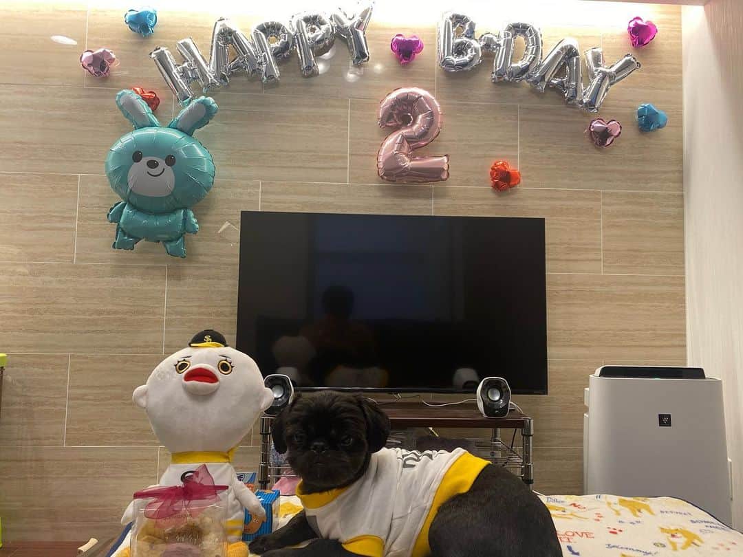 伊織のインスタグラム：「11月1日で、もずくさんが2歳になりました☺️💕💕  いつも元気なもずくさんをこれからもよろしくお願いします☺️  #もずく #ハッピーバースデー  #ペキシーズー」