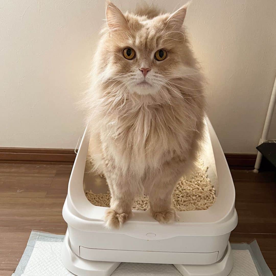 Chiyomame ちよまめさんのインスタグラム写真 - (Chiyomame ちよまめInstagram)「話題の猫トイレ🚽🐈 #トレッタ　@toletta.cat   我が家は、特にまろん🌰が トレッタをお気に入りです😸 使うたびに外出先でもアプリから通知が来て おトイレに入った時の動画を見れたりします😍  尿の量や、体重まで測ってくれちゃう😲 さらにすごいのが、多頭飼いでも、 ちゃんとひとりひとりの管理ができること！　 毎日の体調管理がトイレに入るだけでできるなんて、 本当に便利😻  おトイレに入ることで健康管理もできる とっても賢いおトイレです🌟  😻只今期間限定で、 ブラックフライデーのセールと同価格で 私のストーリーズのリンクからお得に購入できます💓 ハイライト（トレッタsale）からも飛べますよ👍  迷っている方はこの機会に始めてみて下さい😆 公式アカウント @toletta.cat  では 気になるQ&Aも沢山のっています🐈‍⬛🌟  @toletta.cat  #トレッタ #PR  #mainecoon_mix_marron #maincoon #メインクーン#まん丸ねこ部 #cats #catstagram #kitten #kitty #catsofinstagram #ilovemycat #catoftheday #lovecats #スコティッシュフォールド#ScottishFold #adorable #catlover #instacat #baby #babycat #thedailykitten#猫 #子猫」11月1日 19時40分 - chiyo.mame