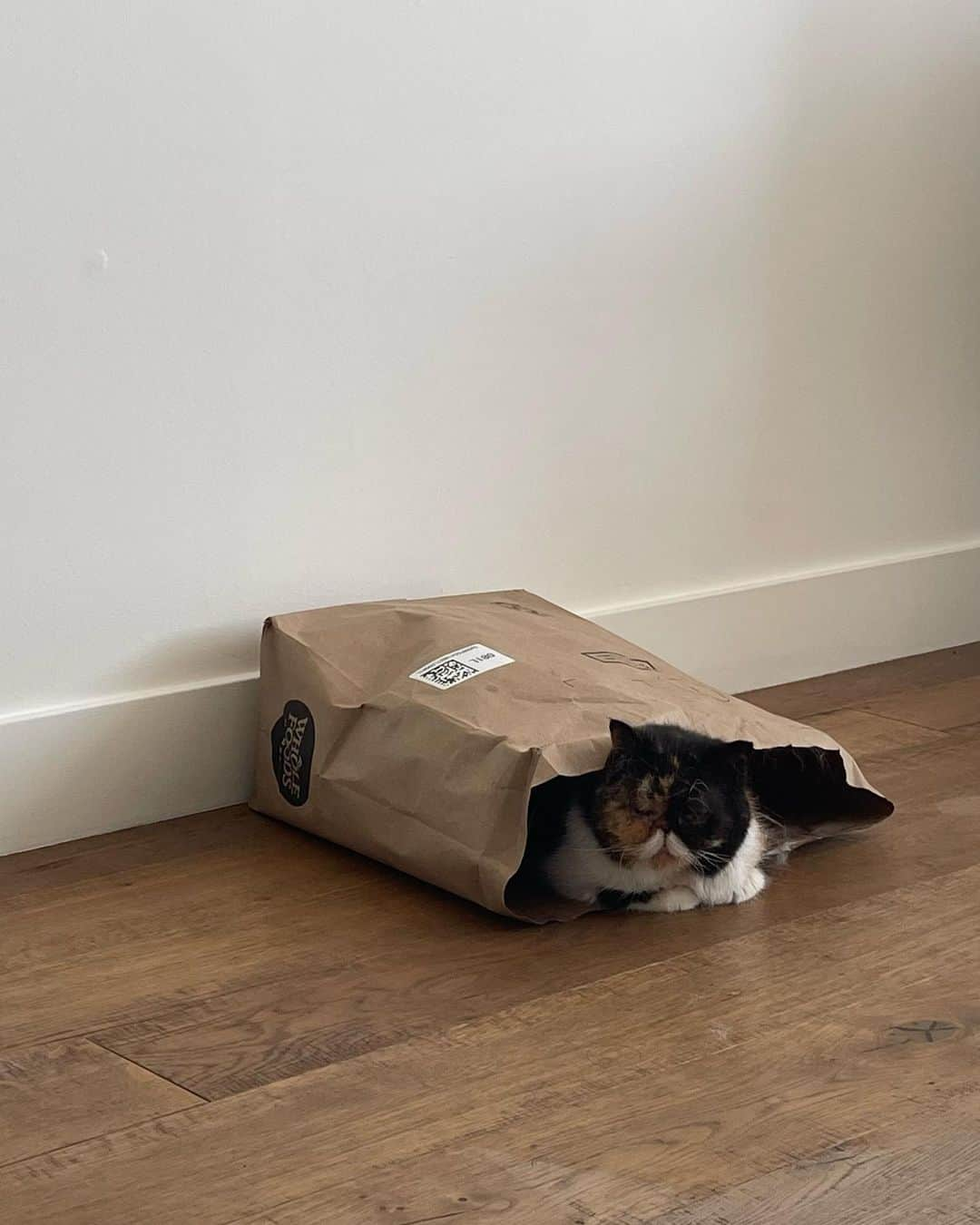 Pudgeのインスタグラム：「Pudge’s love story with paper bags   #pudgethecat #catsofinstagram #exoticshorthair #mustachecat #cat #catsinbags」