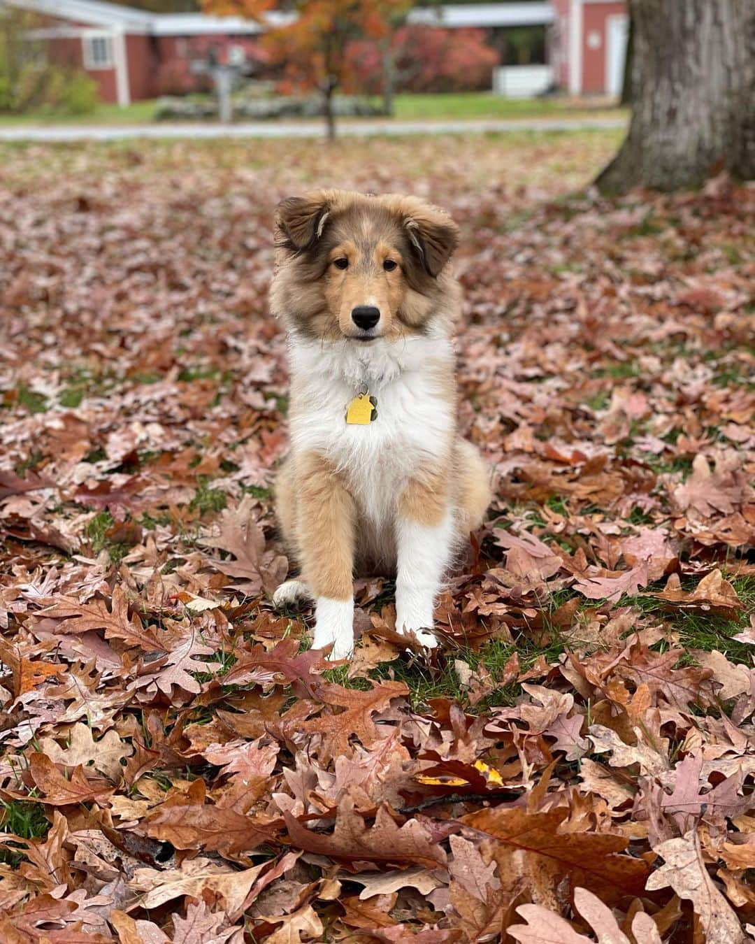 ブルックリー・ハンのインスタグラム：「🐶 A Joey photo dump because he has yet to make an appearance on the ‘gram 🐶」