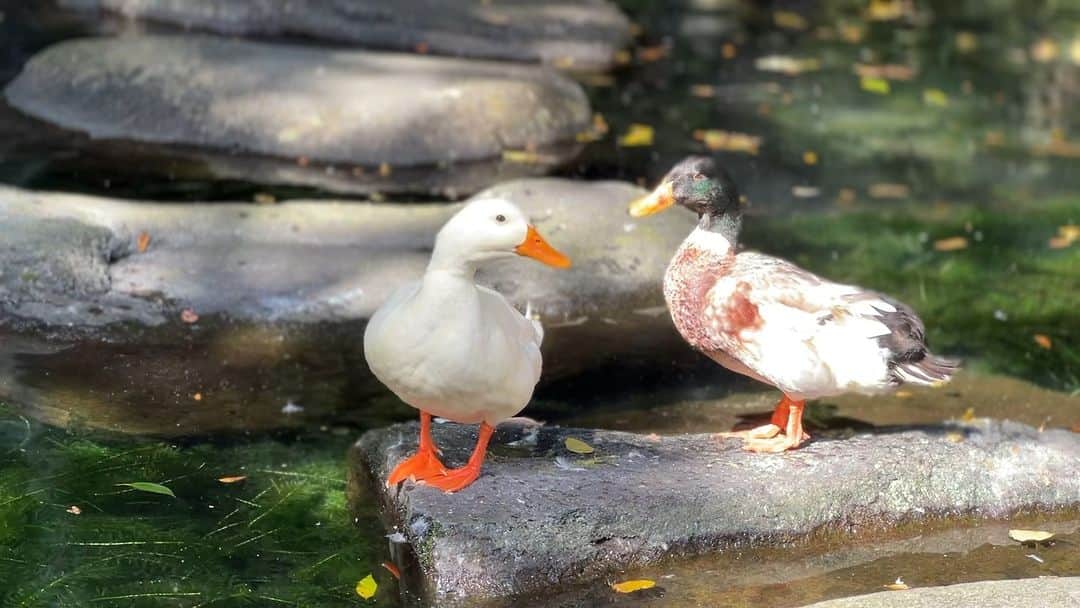 【公式】箱根湯本温泉 天成園のインスタグラム