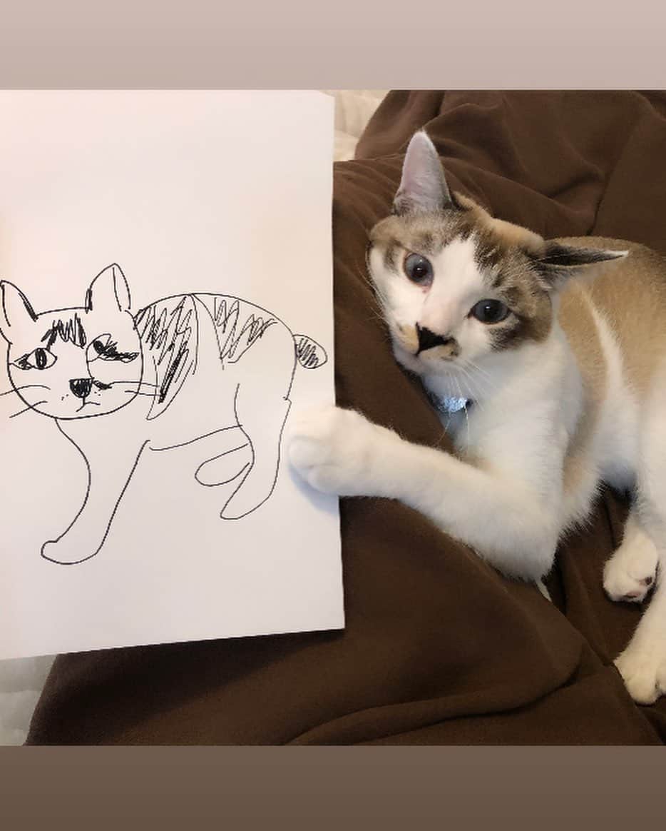 小野真弓さんのインスタグラム写真 - (小野真弓Instagram)「おはようございます☺️🍂  とある企画書。 猫の絵をかきかきしています。✏️ 猫たちも呆れる、 おかーさんの変な絵😂✨  だんだん楽しくなってきて〜 お絵描きに夢中になるかーさん。 本題は、絵ではないんですが(￣▽￣)✨ どんどん脱線🐾  自由帳って書いてあるノートを買いまして。 好き勝手落書き✏️ 自由って素晴らしいわね(о´∀`о)  今日も秋晴れ😆 咳がこんこんのハナちゃんに向けて〜 加湿器もくもく🦝☁️☁️✨ 寄り添う、優しいちりんくん🐼💘  みんなそれぞれに、 いっしょうけんめい✨🥺 🦝🐏🐯🐯🐼 🐈‍⬛🐻‍❄️🐨🐻🐀🐀🦁🙋‍♀️  今日も、良い一日を おすごしください(*´꒳`*)🍁  #チワワ#ハナちゃん #チワマル#ハルくん #雑種猫兄妹#アオくん#ナナちゃん #ほぼうちの子#ちりんくん #犬と猫のいる暮らし#犬猫日記#おかーさんの変な絵 🐾 #ゆきみだいふく#まもなく卒業子猫 #地域猫活動#TNR #お外で暮らす猫ちゃんに理解と愛情を」11月2日 10時13分 - hanaharuaroi