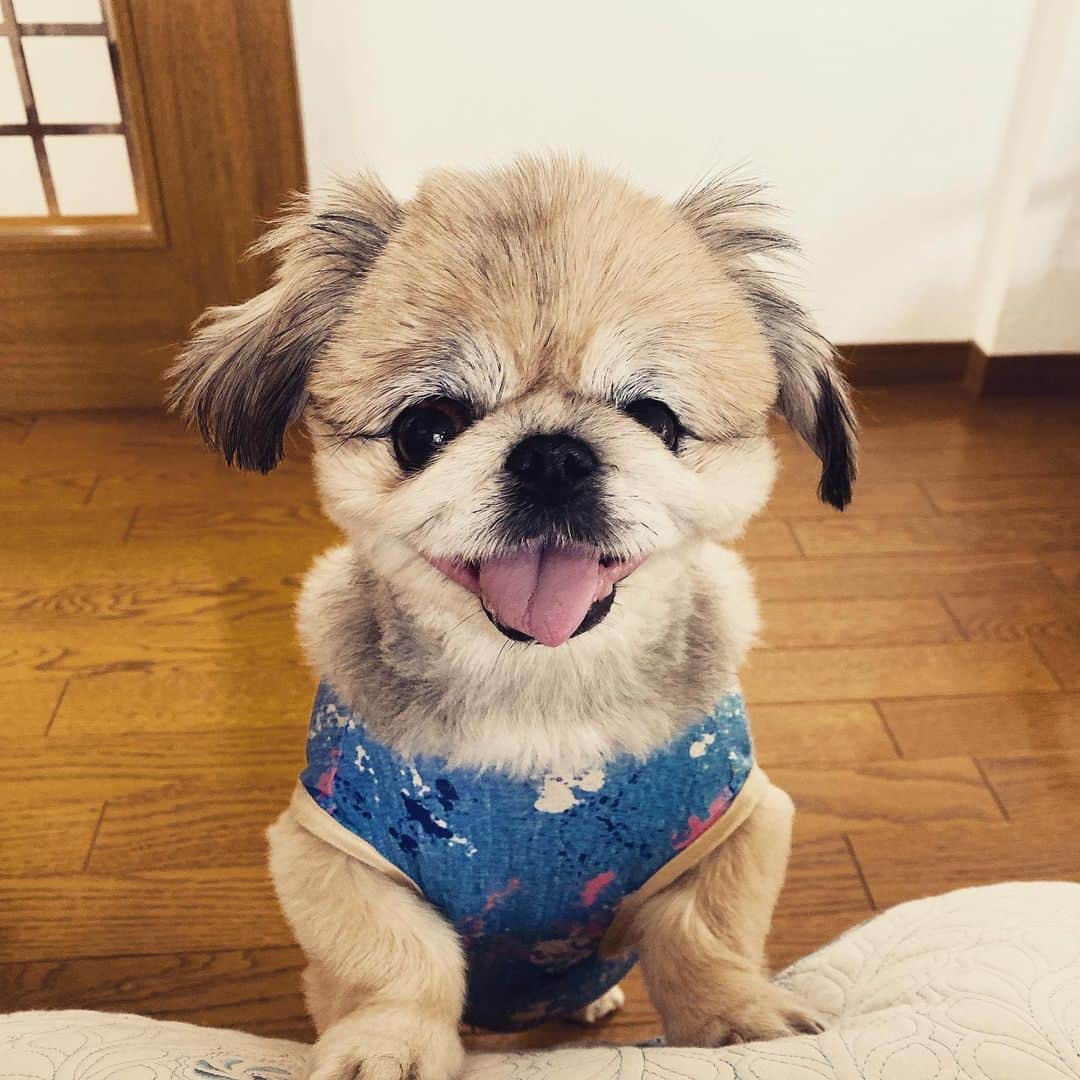 のインスタグラム：「#ワンワンワンの日 を逃しました。 もう2日でした。 時が経つのは早いですね。  #実家のわんこ #保護犬 #犬の日 #遅刻」