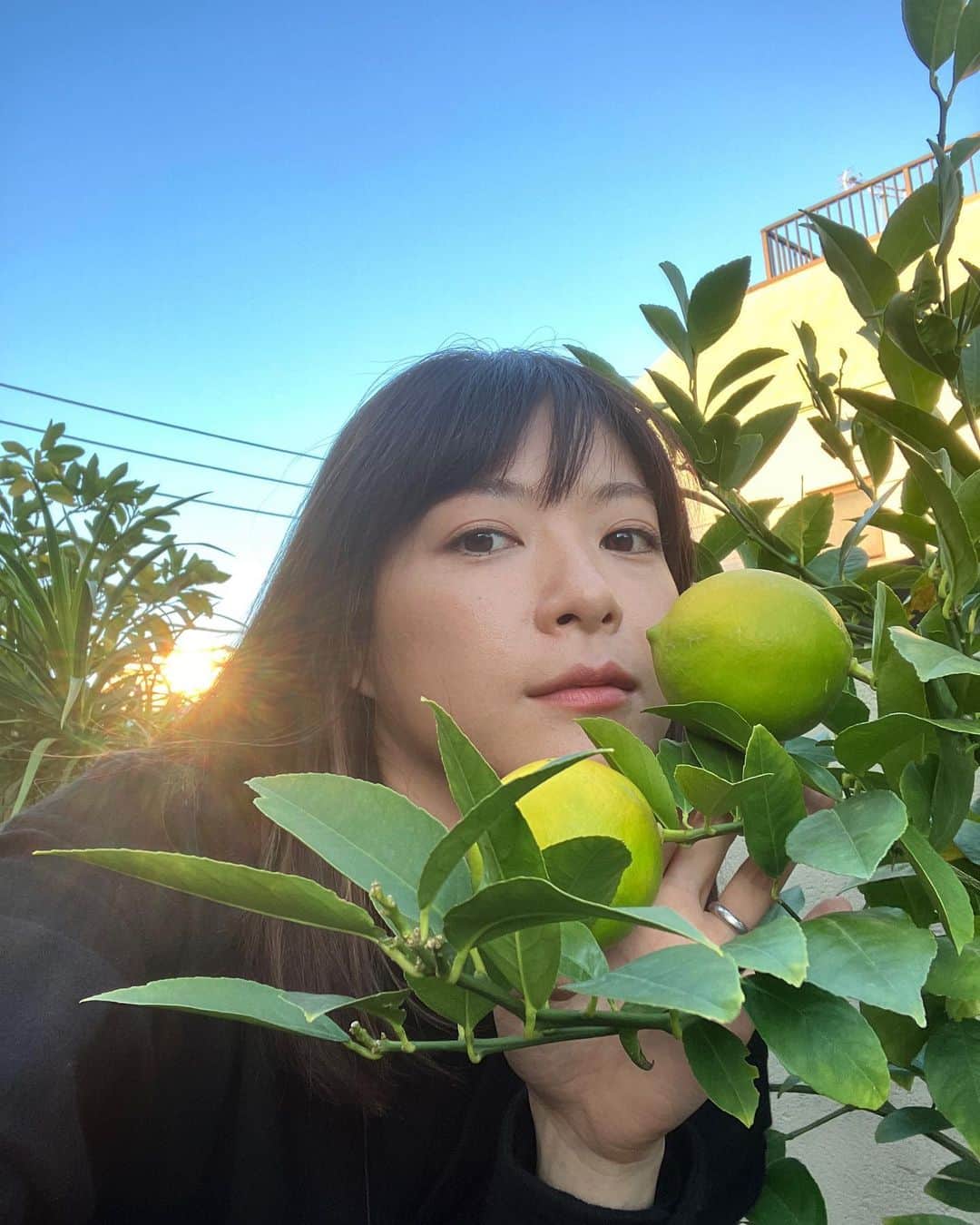 上野樹里さんのインスタグラム写真 - (上野樹里Instagram)「レモン収穫🍋 今年はたったのふたつ。 しかも秋だよ🍁 気候変動が気になる。 ライムなんてまだ小さい。 あぁ、冬になってしまうよ☃️」11月2日 16時06分 - _juri_art_