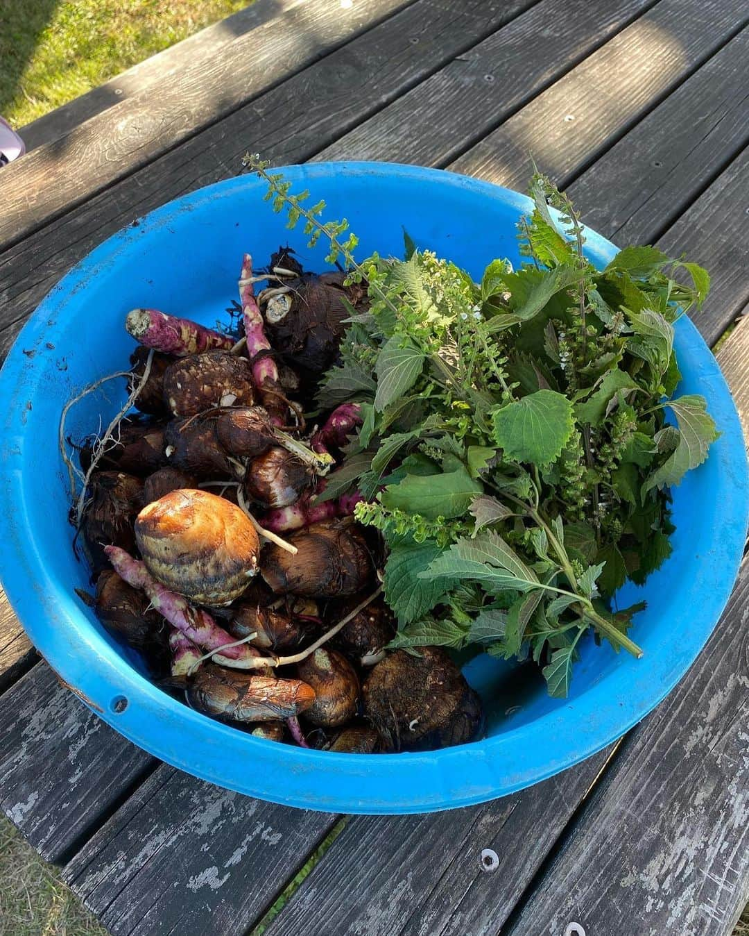 瀬稀ゆりとさんのインスタグラム写真 - (瀬稀ゆりとInstagram)「The harvest season! It was my daughter's first harvest of vegetables.  #実りの秋 祖母がお友達とやっている畑で、収穫をお手伝いさせてもらいました。普段土いじりすることがなかなか無いのでとても良い機会になりました。 2枚目は娘の所にバッタがやってきたところ📸 お天気にも恵まれ良い1日となりました！  沢山のお芋たち…さてどう料理しようか…🙄  #畑仕事 #野菜収穫 #harvest #tokyo」11月2日 21時10分 - yurito.seki