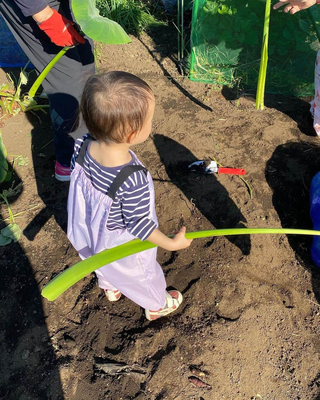 瀬稀ゆりとさんのインスタグラム写真 - (瀬稀ゆりとInstagram)「The harvest season! It was my daughter's first harvest of vegetables.  #実りの秋 祖母がお友達とやっている畑で、収穫をお手伝いさせてもらいました。普段土いじりすることがなかなか無いのでとても良い機会になりました。 2枚目は娘の所にバッタがやってきたところ📸 お天気にも恵まれ良い1日となりました！  沢山のお芋たち…さてどう料理しようか…🙄  #畑仕事 #野菜収穫 #harvest #tokyo」11月2日 21時10分 - yurito.seki