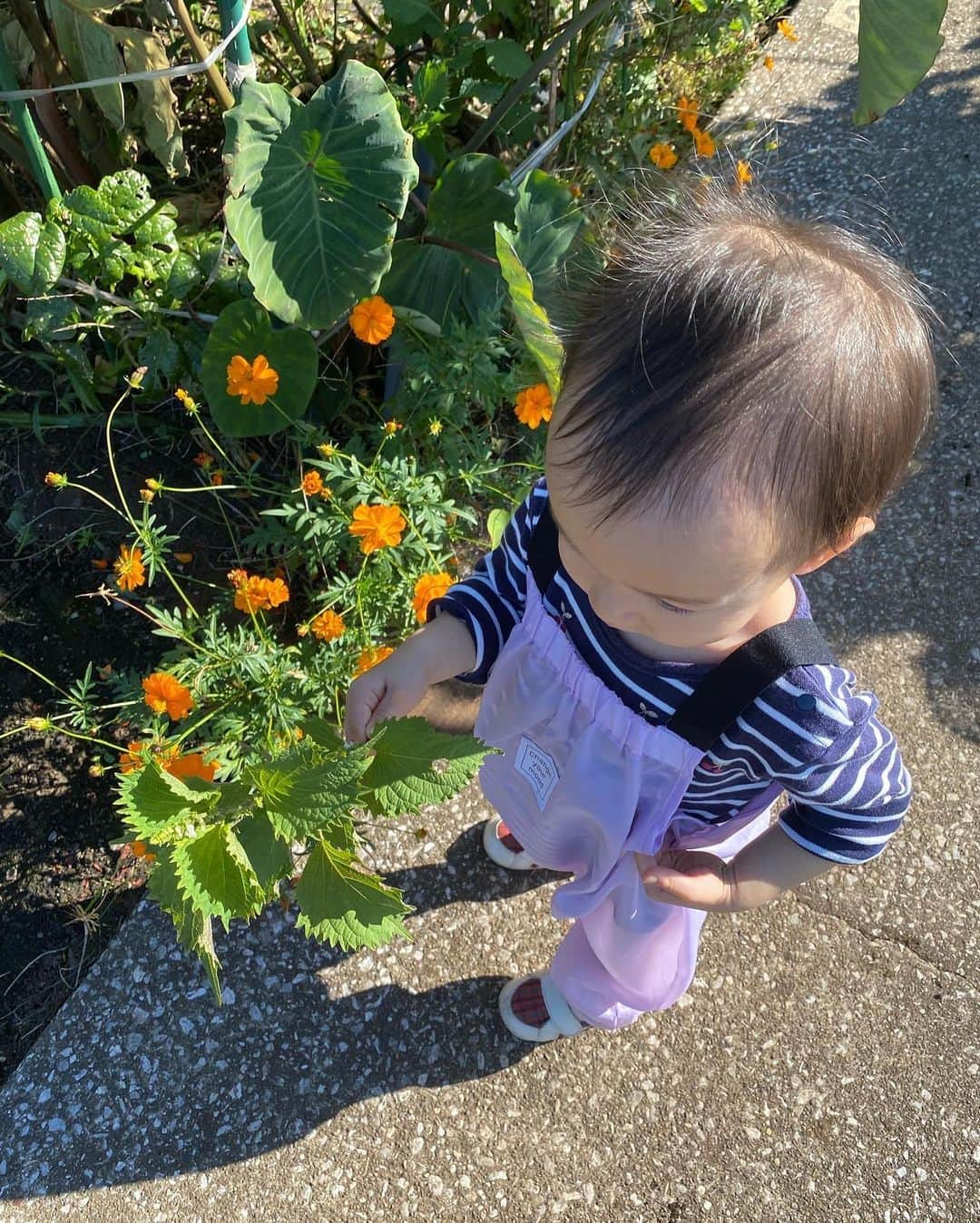 瀬稀ゆりとのインスタグラム：「The harvest season! It was my daughter's first harvest of vegetables.  #実りの秋 祖母がお友達とやっている畑で、収穫をお手伝いさせてもらいました。普段土いじりすることがなかなか無いのでとても良い機会になりました。 2枚目は娘の所にバッタがやってきたところ📸 お天気にも恵まれ良い1日となりました！  沢山のお芋たち…さてどう料理しようか…🙄  #畑仕事 #野菜収穫 #harvest #tokyo」