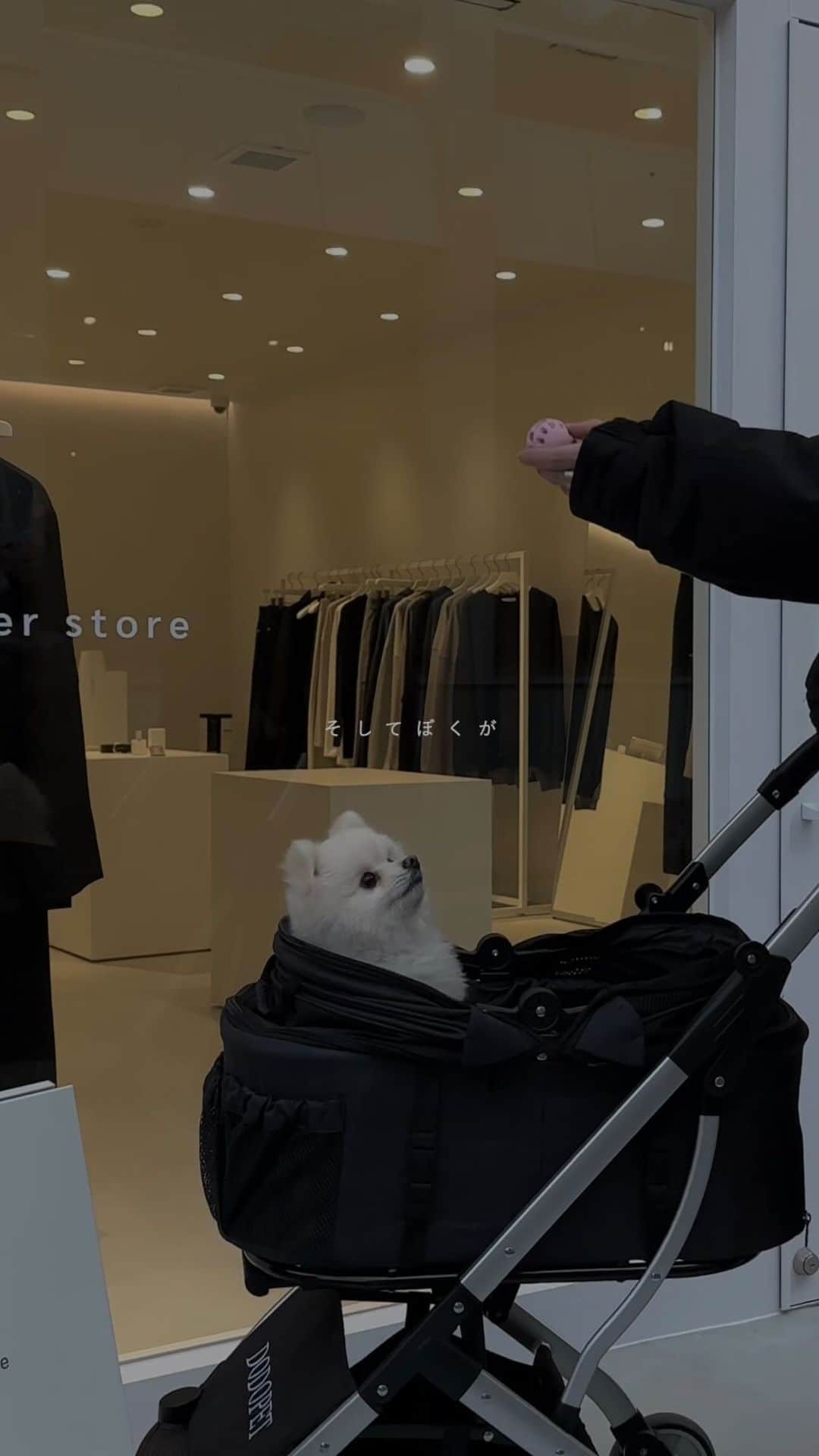 のインスタグラム：「ファッションデザイナーの🐶☁️  ついに今月オープンする路面店では ペット専用のリードフックを常設してます◎  店内に入ることはできませんが、 ぜひわんちゃんと一緒にお店にお越し下さい☺️  @remer_official   #remer #犬のいる暮らし  #ポメラニアン」