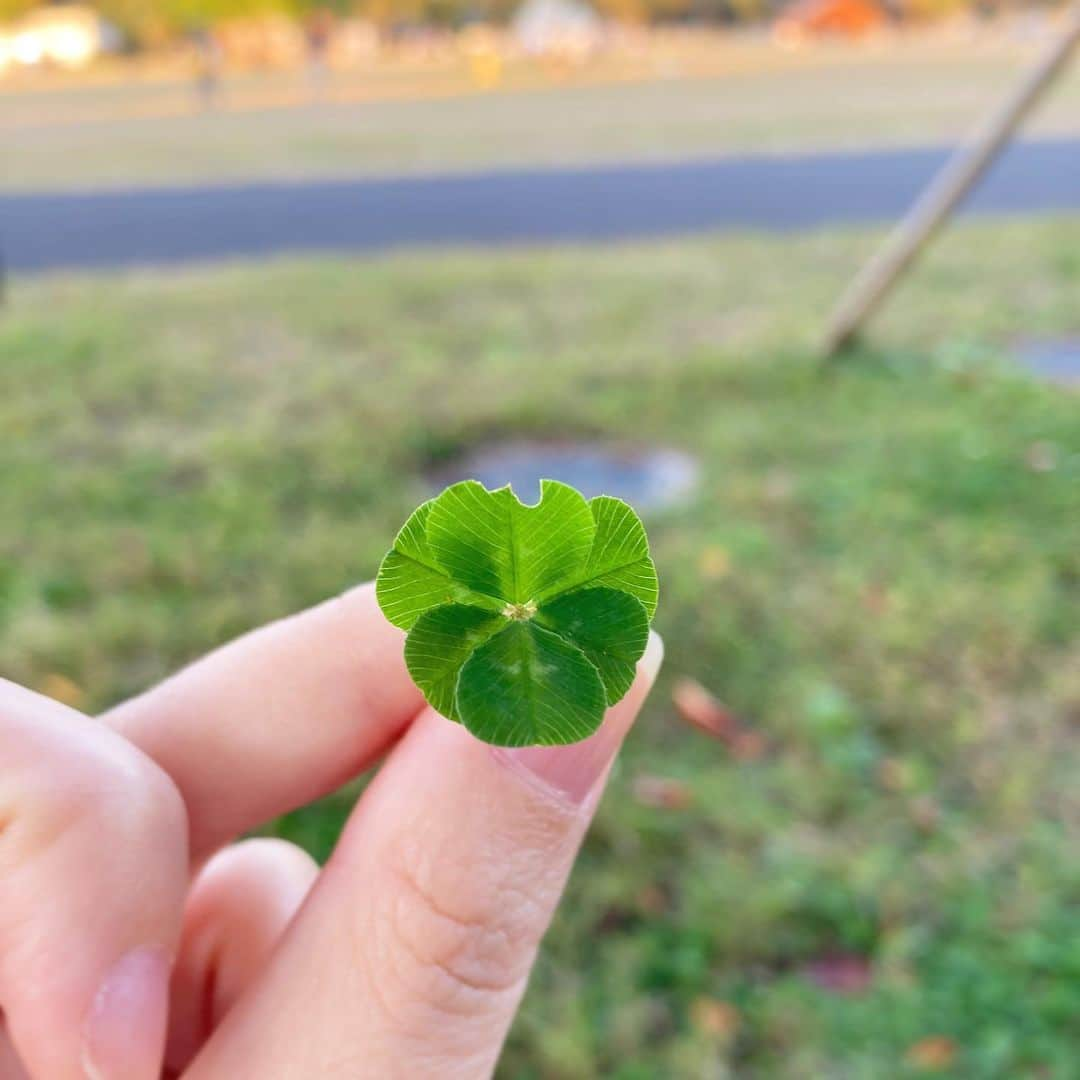 岩崎愛のインスタグラム：「六つ葉のクローバーなんて初めて見つけた🍀」