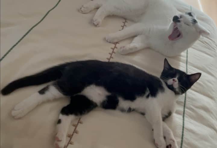 藤井ゆきよのインスタグラム：「猫もあくびってうつるのかなぁって動画だよ  #まめ大福はちお #あんこもちくまお #ねこもあくびうつる説 #なんでもお兄ちゃんの真似をするくまお」
