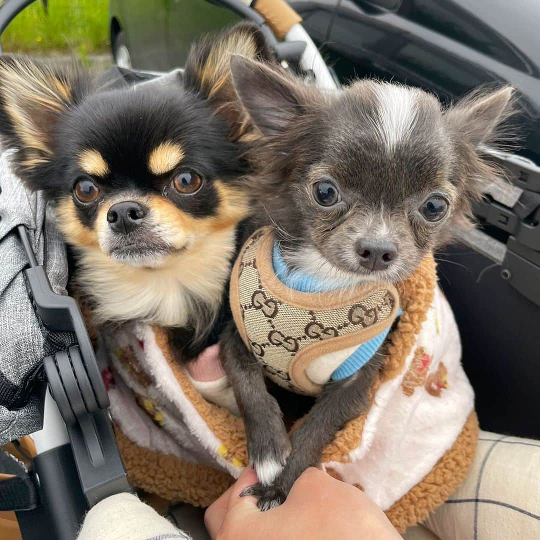 大岩千未来のインスタグラム：「. 新入りのおてんばふうちゃん🫧 めっちゃかわいいでしょ＾＾ #dogstagram #doglover」