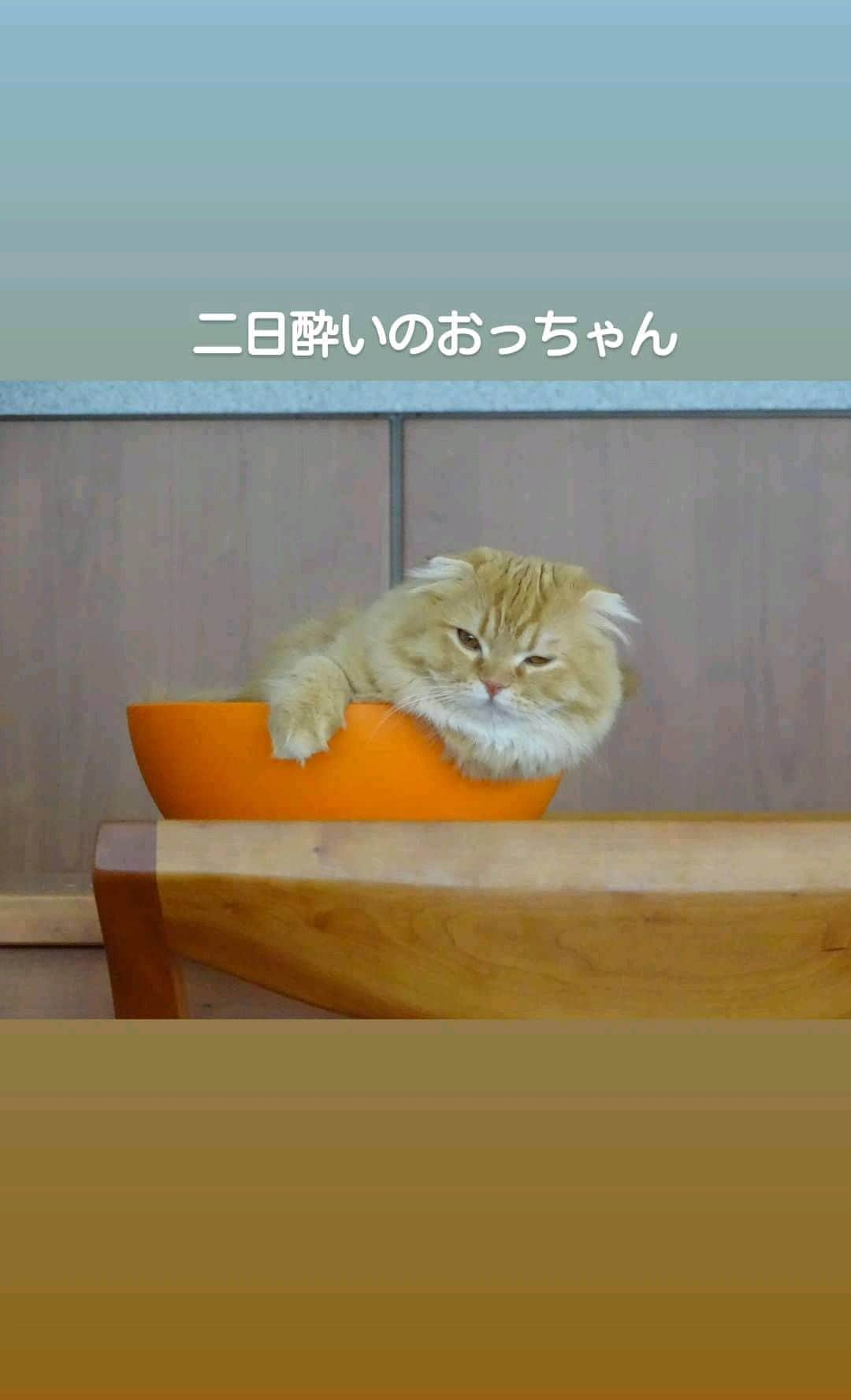 猫山田 Ａ. きなこのインスタグラム：「instagramしゃんが作ってくれたでち #cat #freedomspirit  #あくびでち  #ごーいんぐまいうぇいうぇい でち」