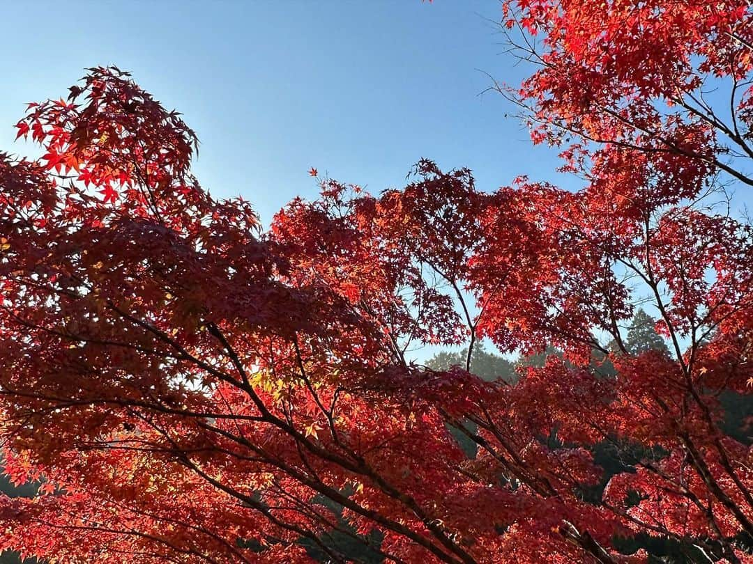 濱田隼のインスタグラム：「今日の #ドデスカ は #愛知県 #豊田市 #大井平公園 から生中継「生うましゅん」でした(^^)  13日まで「もみじ祭🍁」を開催中！ 癒されますよー(^^)  #旬感めし #生中継」