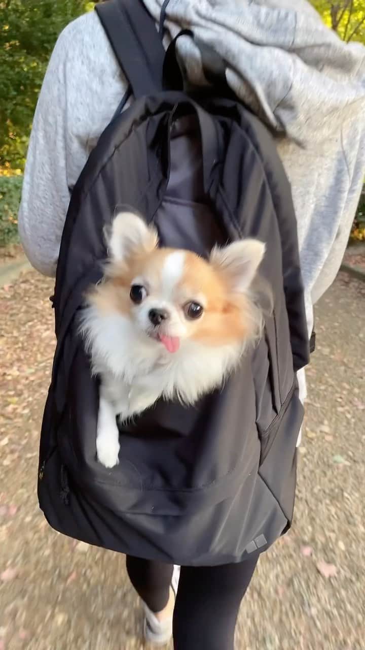 ちまのインスタグラム：「can't walk anymore！！ 10kmウォーキング、途中脱落🐶笑  #チワワ #chihuahua #ชิวาวา #PECOいぬ部 #WeeklyFluff #dogs #dogsofbark #chihuahualove #chihuahualife #chihuahuastagram #chihuahuasofins  #平和公園一万歩コース #ウォーキング」