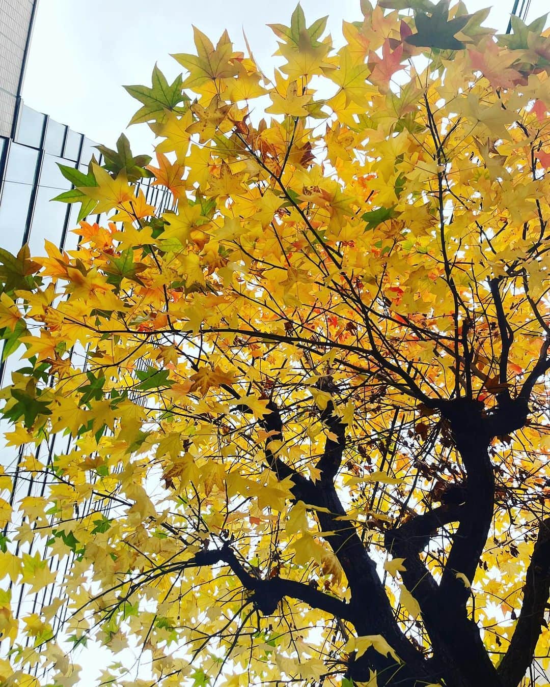 下村彩里さんのインスタグラム写真 - (下村彩里Instagram)「東京ではなかなか見ない木  葉の形が星★にもみえて つい、見上げてしまいました  #紅葉#彩り#🍁」11月3日 21時59分 - sairi.shimomura_ex