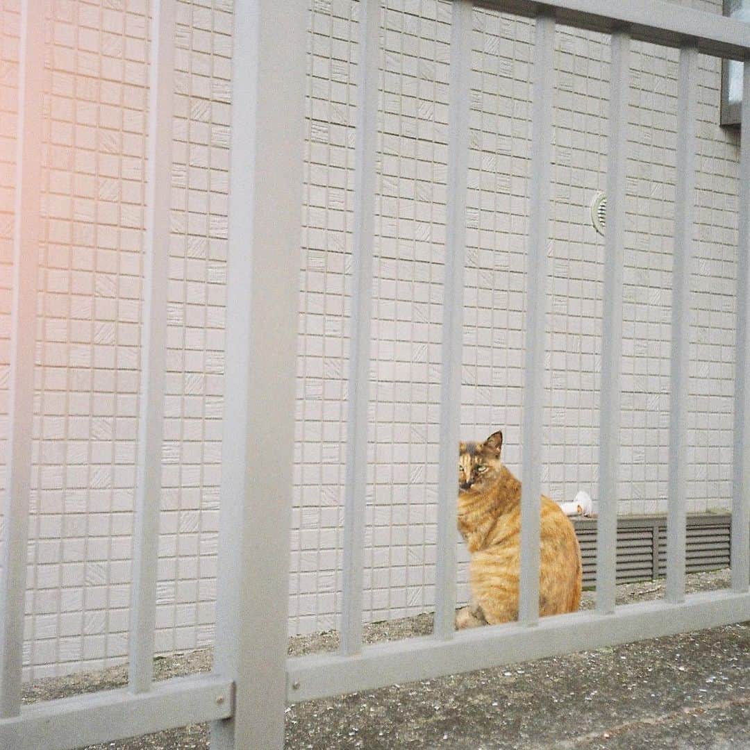 大島涼花さんのインスタグラム写真 - (大島涼花Instagram)「🎞💠✨ 犬と猫と空、 #film  #filmcamera」11月3日 20時37分 - ryoka_oshima
