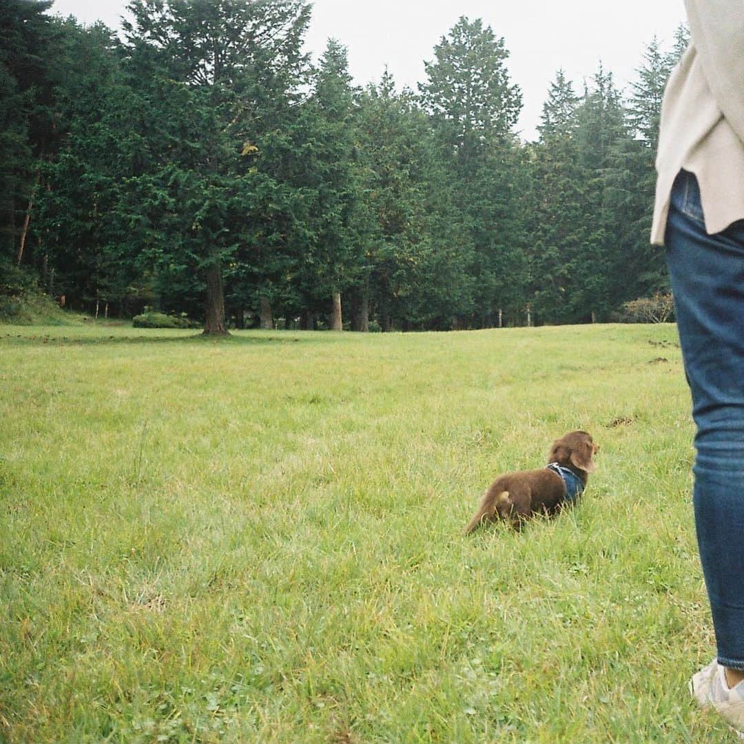 大島涼花さんのインスタグラム写真 - (大島涼花Instagram)「🎞💠✨ 犬と猫と空、 #film  #filmcamera」11月3日 20時37分 - ryoka_oshima