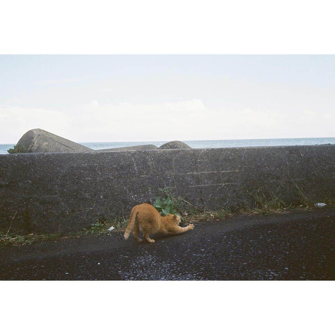 大島涼花さんのインスタグラム写真 - (大島涼花Instagram)「🎞💠✨ 犬と猫と空、 #film  #filmcamera」11月3日 20時37分 - ryoka_oshima