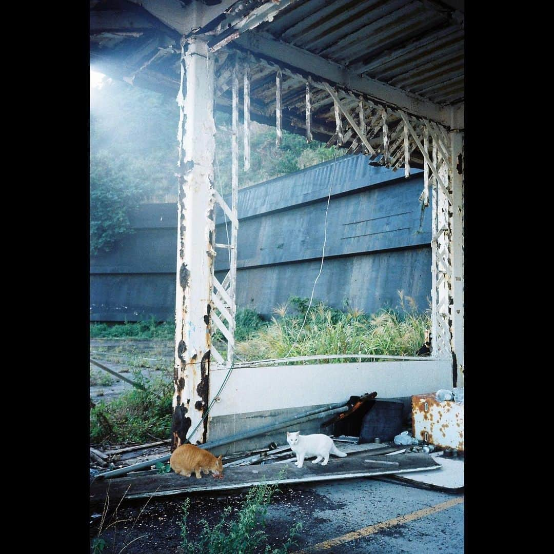 大島涼花さんのインスタグラム写真 - (大島涼花Instagram)「🎞💠✨ 犬と猫と空、 #film  #filmcamera」11月3日 20時37分 - ryoka_oshima