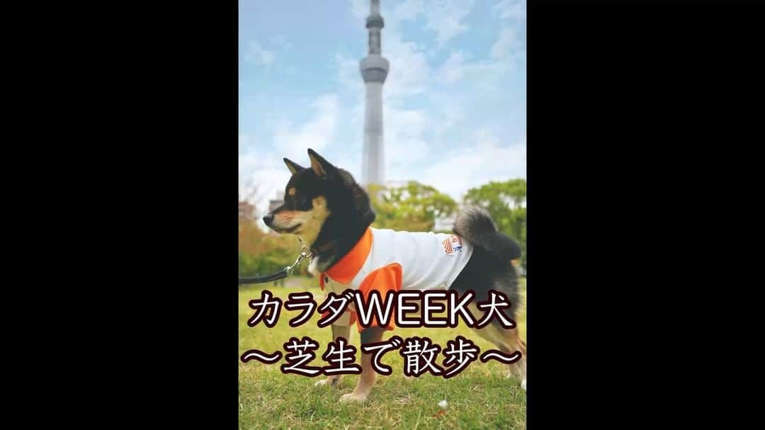 日本テレビ「秋のカラダWEEK」のインスタグラム