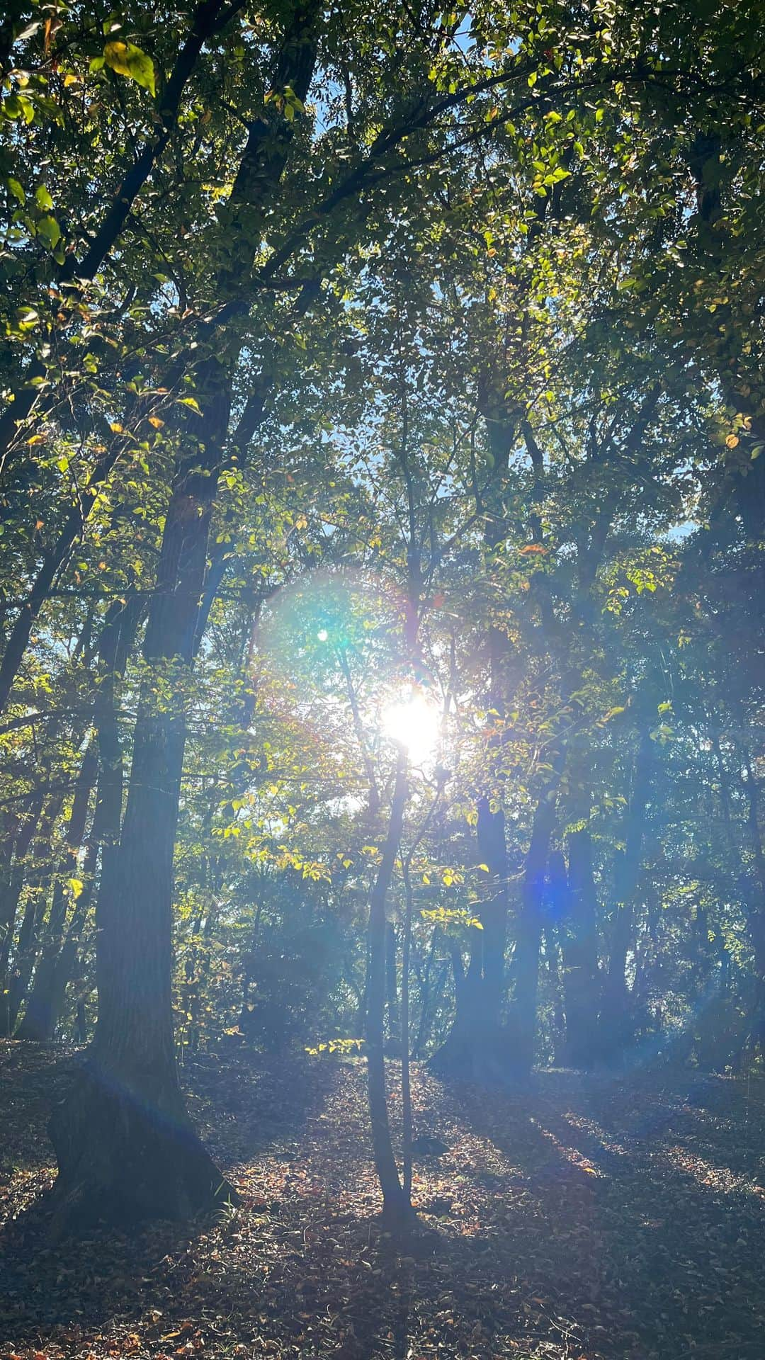 立花麻理のインスタグラム：「🌳自然を感じて頂くLIVE🌳  突然のライブにも関わらず ご視聴下さった方々 メッセージ下さったあなた 本当にありがとうございました🫶🏻🫧✨  やっぱり私は 皆さんが大好きだなぁと 実感させていただきました🫶🏻✨  またお話しできたら嬉しいです 🥰  なんだか ライブ動画が残っていたのでビックリ！  しばらく残してみます♥️  #自然の恵み #自然の美しさ #自然のある暮らし #自然の中で #自然のパワー」