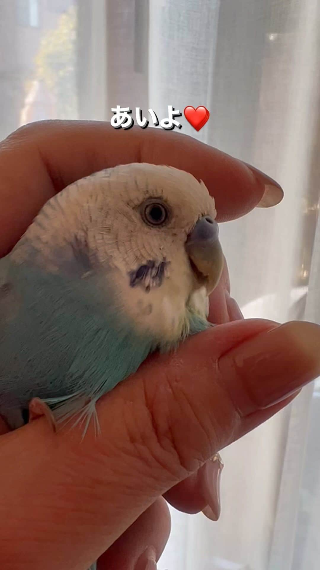 kotoripipipiのインスタグラム：「ママの手をカジカジ。返事はあいよ❤️ ＃おしゃべりインコ#セキセイインコ#セキセインコ#お返事＃返事#あいよ##青い鳥＃小鳥#ことり＃にぎにぎ#てのなか」