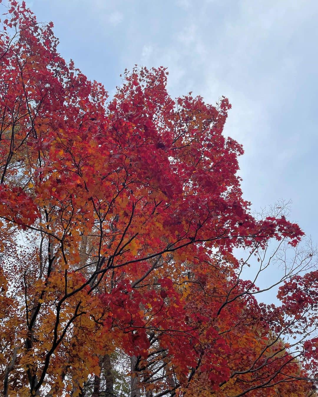 苺さんのインスタグラム写真 - (苺Instagram)「ぎり 秋🍁🌰🐿」11月3日 17時33分 - chan._.36
