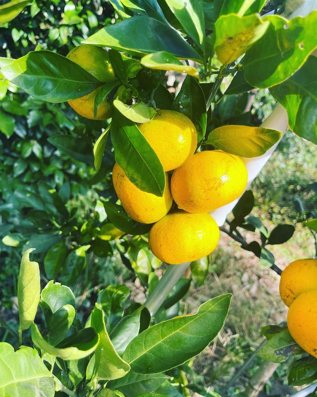 仁田宏和のインスタグラム：「今年も実家の庭のミカンが 売ってるのより美味しい説。  #実家 #庭  #果物  #みかん  #fruit」
