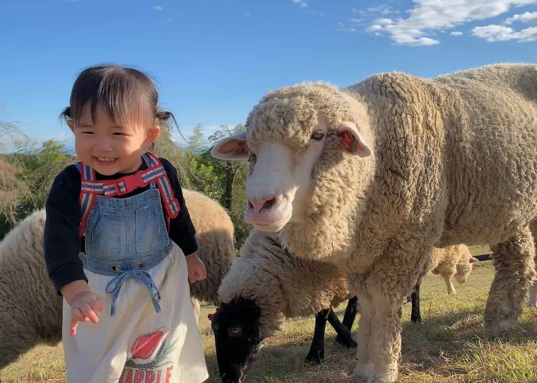 高松雪乃さんのインスタグラム写真 - (高松雪乃Instagram)「この間、羊に囲まれてきました🐏  #まかいの牧場」11月4日 9時09分 - yukinotakamatsu