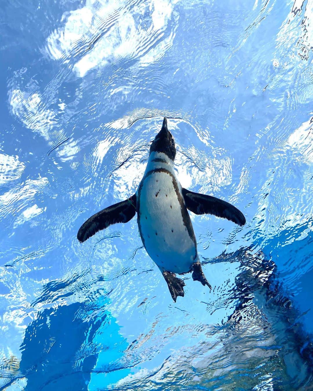 小川永子のインスタグラム：「#空飛ぶペンギン、お久しぶりです🐧✨ #サンシャイン水族館  #flyingpenguin #photo」